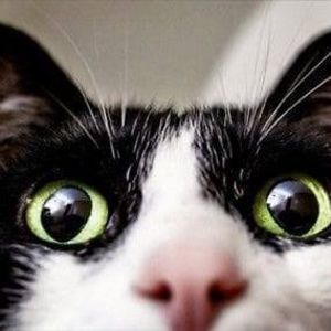 Meet your Posher, Jane